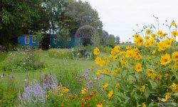 Impressie van iris tuin