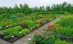 Impressie van Arjan Schepers Vaste Planten