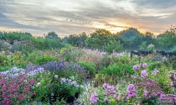 Impressie van Kwekerij van opvallende vaste planten