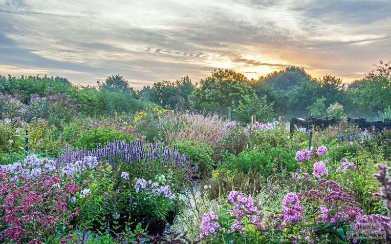 Impressie van Kwekerij van opvallende vaste planten