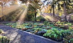 Impressie van Kwekerij Pieters Planten