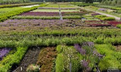 Impressie van Vreugdenhil tuinplanten